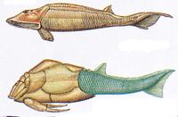 Ostracoderm.jpg