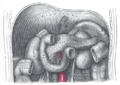 The duodenum and pancreas