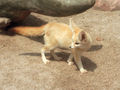 Vulpes zerda sitting.jpg