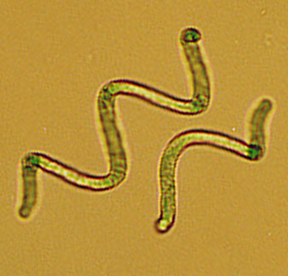 Spirul2.jpg