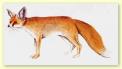 Vulpes rueppelli.jpg