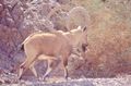 Nubian Ibex 4849.jpg