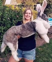 Flemish giant rabbit and owner.jpg