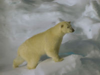 Polar bear hg.jpg