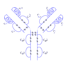 220px-Adalimumab.png