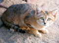 Felis margarita.jpg