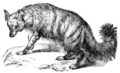 Aardwolf.png