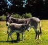 Equus africanus.jpg