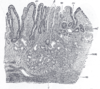 Section of mucous membrane of human stomach, near the cardiac orifice.