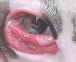 Thelazia callipaeda in dog.gif