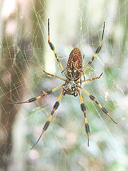Golden silk mating.jpg