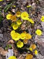 A group of plants in bloom