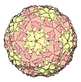 Foot-and-Mouth-Disease-Virus.png