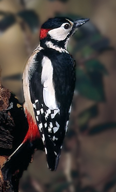 image_caption =ذكر بالغ