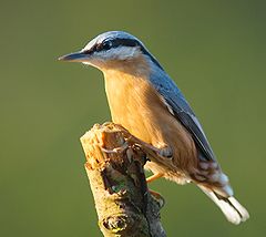 طائركاسر الجوز الأوراسي.jpg