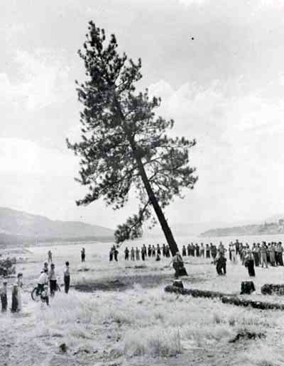 ملف:GrandCouleeDamLastTreeFall.jpg