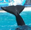 0703 SD tail waving02.jpg