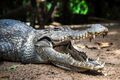 Kachikally-crocodile-pool-manify.jpg
