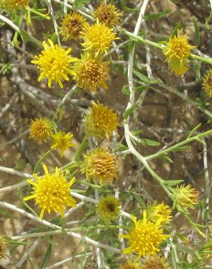 Rhanterium-epapposum-near-Jubail-SaudiArabia-15apr2009-JohnNorton.jpg