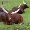 Watusi Thoiry 1982.jpg