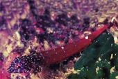 Tripterygion melanurus