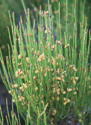 Green ephedra Ephedra viridis close.jpg