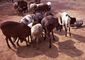 Maasai sheep, Kenya.jpg