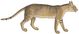 Felis chaus - 1700-1880 - Print - Iconographia Zoologica - Special Collections University of Amsterdam -(White Background).jpg