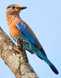 Indian Roller (Coracias benghalensis) Photograph By Shantanu Kuveskar.jpg