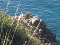 Larus michahellis 1 Algeria.jpg
