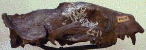 Photo of long, flat, old and scarred skull