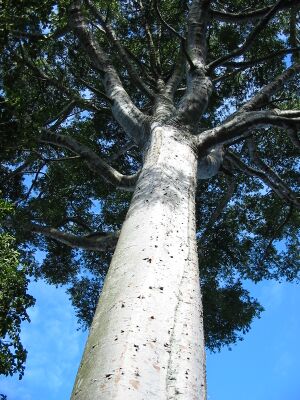 Agathis robusta2.JPG