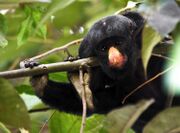 Black monkey
