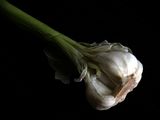 A bulb of garlic, not separated from the stem.