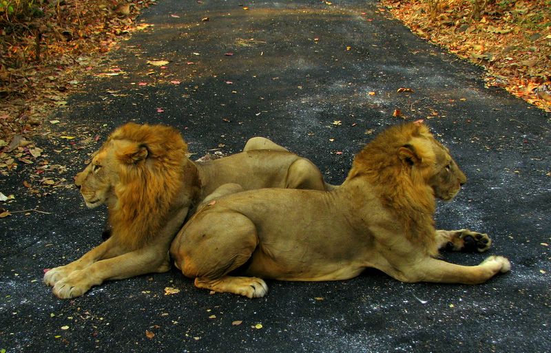 ملف:India Animals.jpg