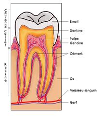 Section de dent.jpg