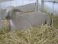 Southdown Clark County fair.JPG