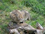 Wildkatze 002.jpg