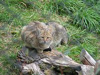 Wildkatze 002.jpg