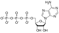 ثلاثي فوسفات الأدنوسين.