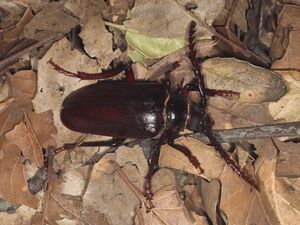 Prionus Mount Diablo.jpg