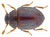 Sphaerosoma pilosum
