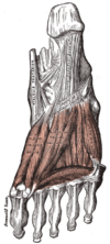 Plantar aspects of foot, varying depths (superficial to deep)