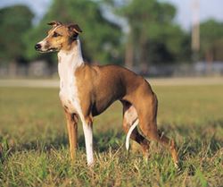 Italian greyhund.jpg