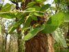Shorea robusta in Chhattisgarh.jpg