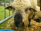 Mouton Dorset Down.JPG