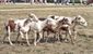 Mottled sheep.jpg