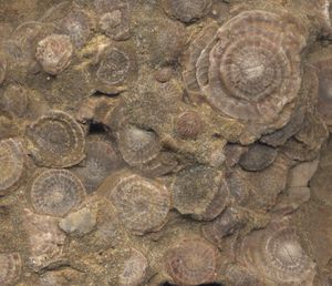 Nummuliten Fossil.jpg