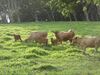Romosinuano cattle.jpg