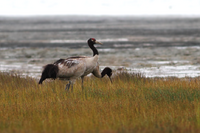 Black-necked Crane Tso Kar Ladakh Jammu and Kashmir India Asia 12.08.2013.png